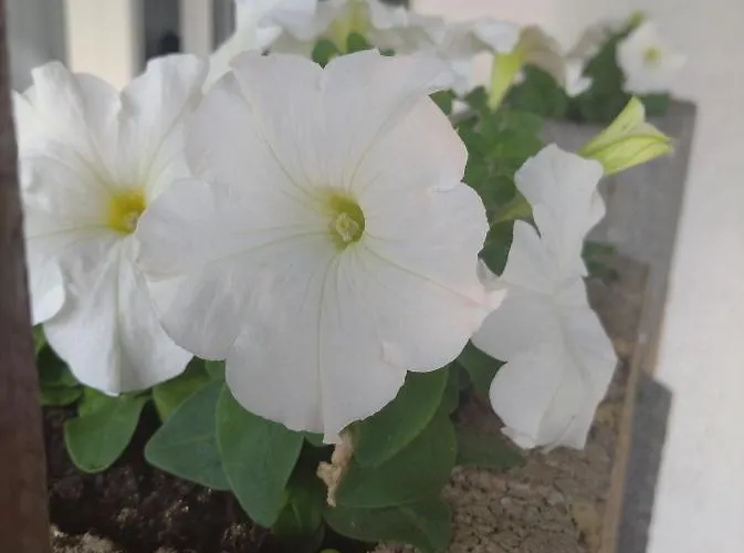 Accommodatie bij particulieren Pokoj W Karpaczu Karpacz